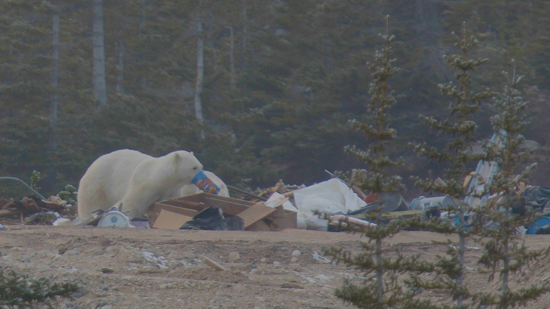 A small waste site can be a big problem for polar bears, especially mothers and cubs. Research shows that cubs who learned to seek garbage as a food source return year after year into adulthood. Minimizing access to waste is a preventative strategy to keep this type of habituation from happening.  (Polar Bears International)