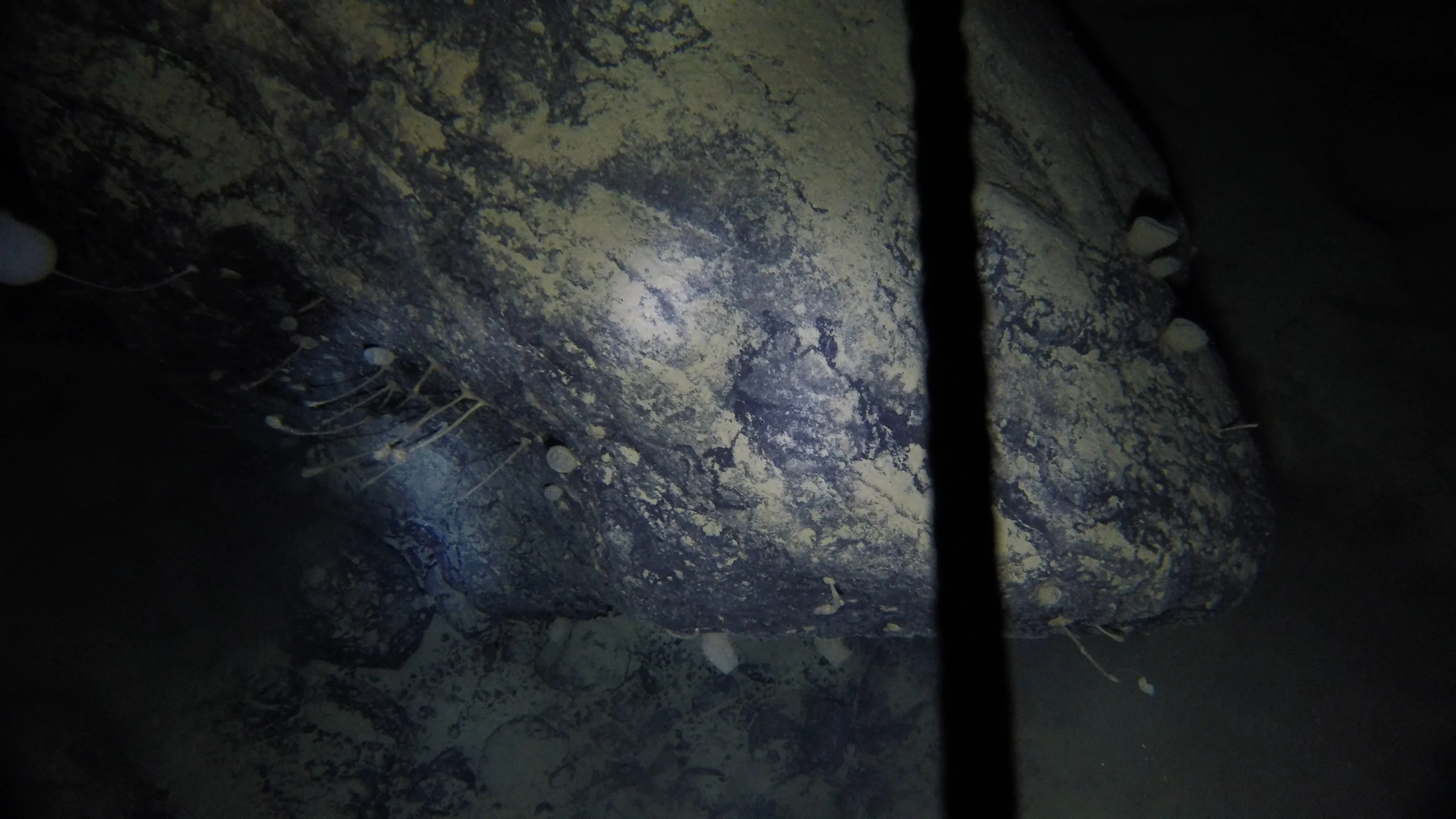 Image of boulder with mysterious organisms  Credit: Dr. Huw Griffiths/ British Antarctic Survey