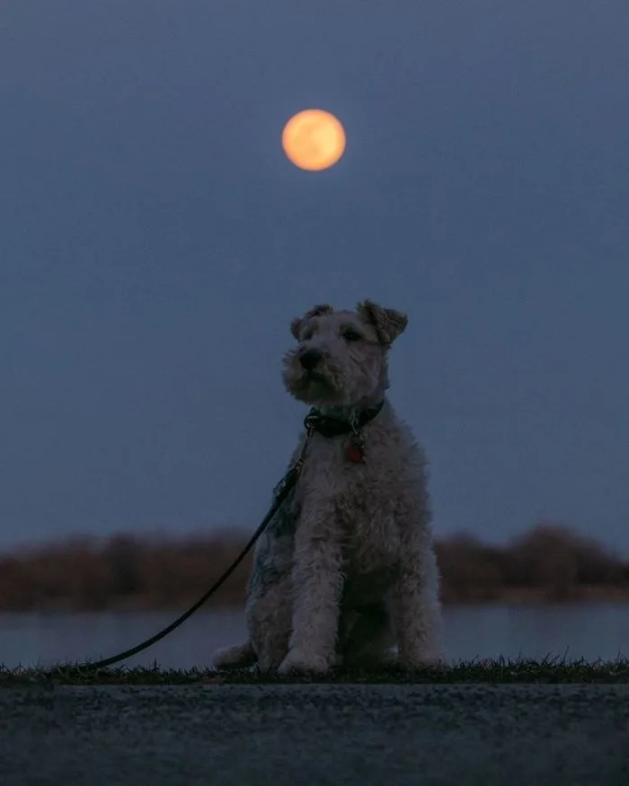 super-lune-chien