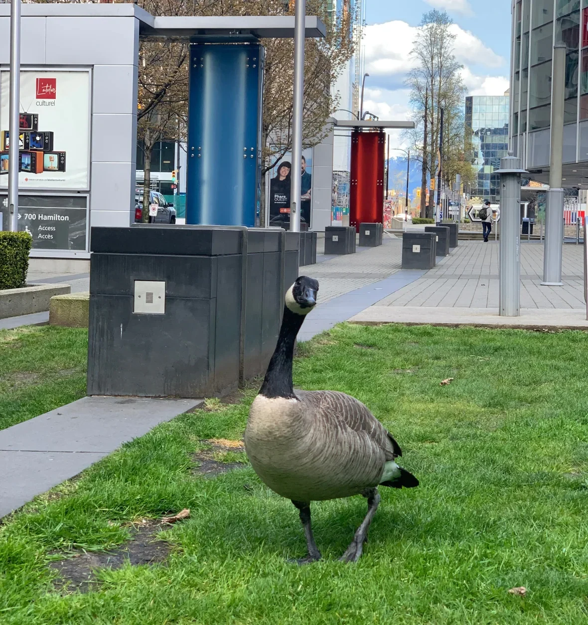 Canada goose at CBC/ Yvette Brend/CBC News