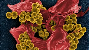 Scientists discover "surprising" link between common weedkiller and superbugs