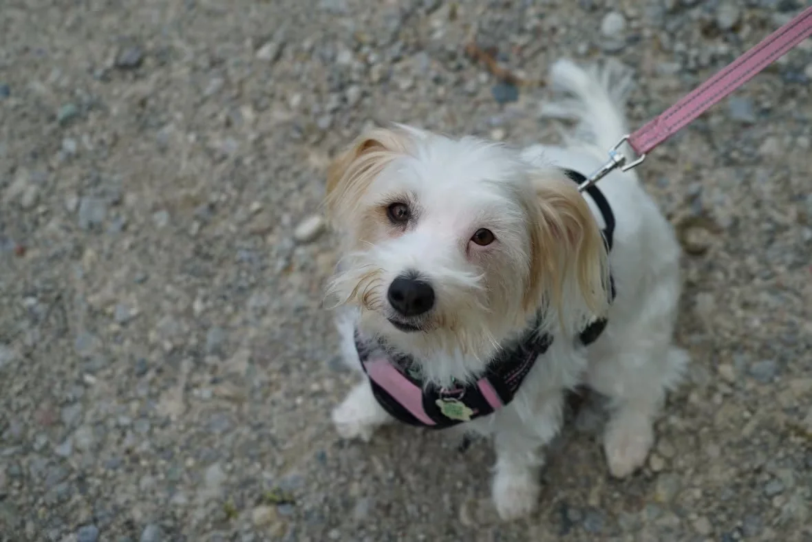 roxy-the-four-year-old-jack-russell/Cameron Mahler/CBC