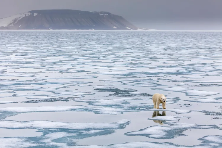 “It is no exaggeration to say that what happens in the next five years will determine the future of life on Earth,” new WWF report warns