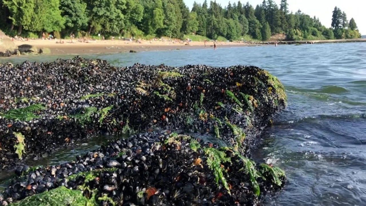 Over a billion seashore animals possibly cooked to death in B.C. heat wave