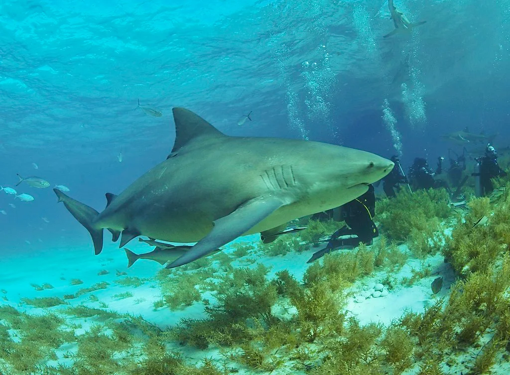 Bull shark albert kok wikipedia