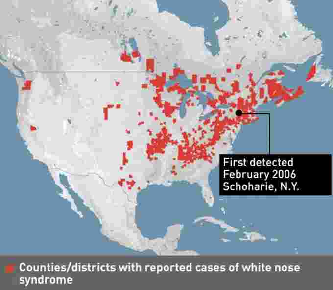 white nose bat reported cases