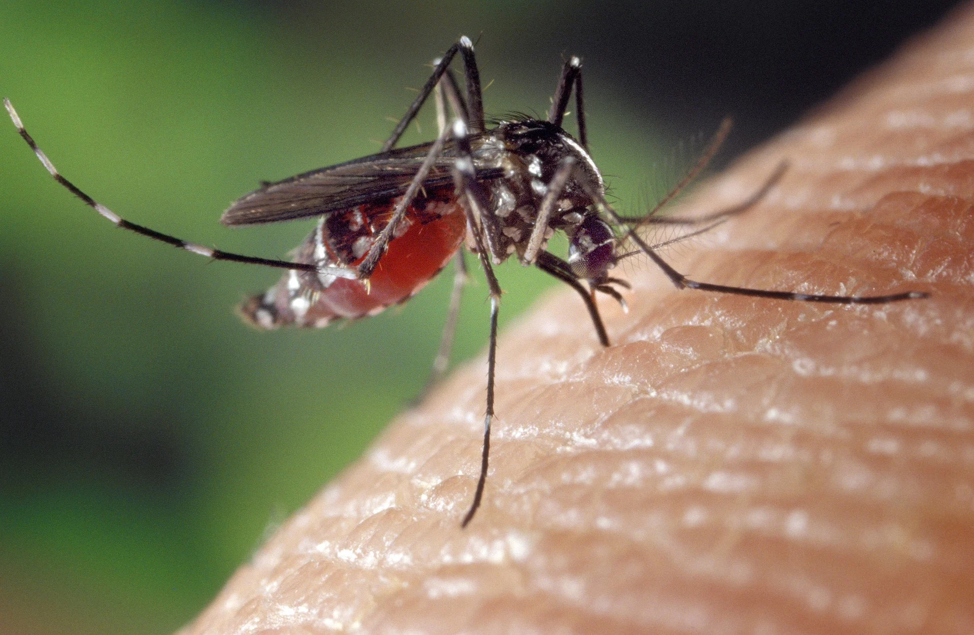 On sait enfin ce qui attire les moustiques vers nous