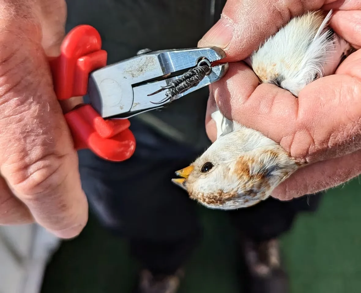 (CBC) snow bunting band attached leg