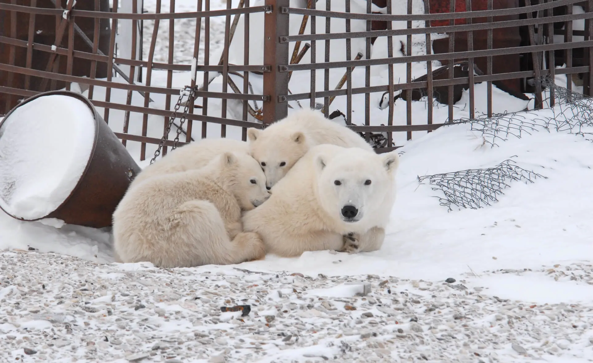 Churchill aims to be the world’s first “polar bear safe community”