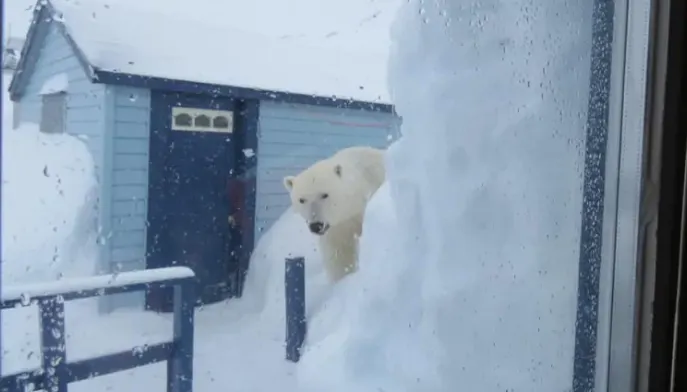 Canadian couple survive 'horrifying' polar bear encounter