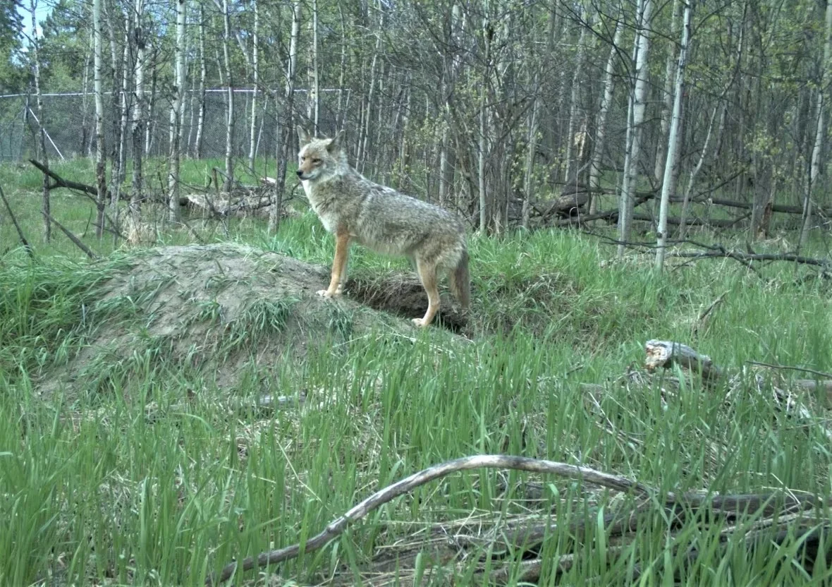 edmonton-coyote/Sage Raymond via CBC