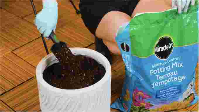 Miracle-Gro: This potting mix helps protect against overwatering and underwatering