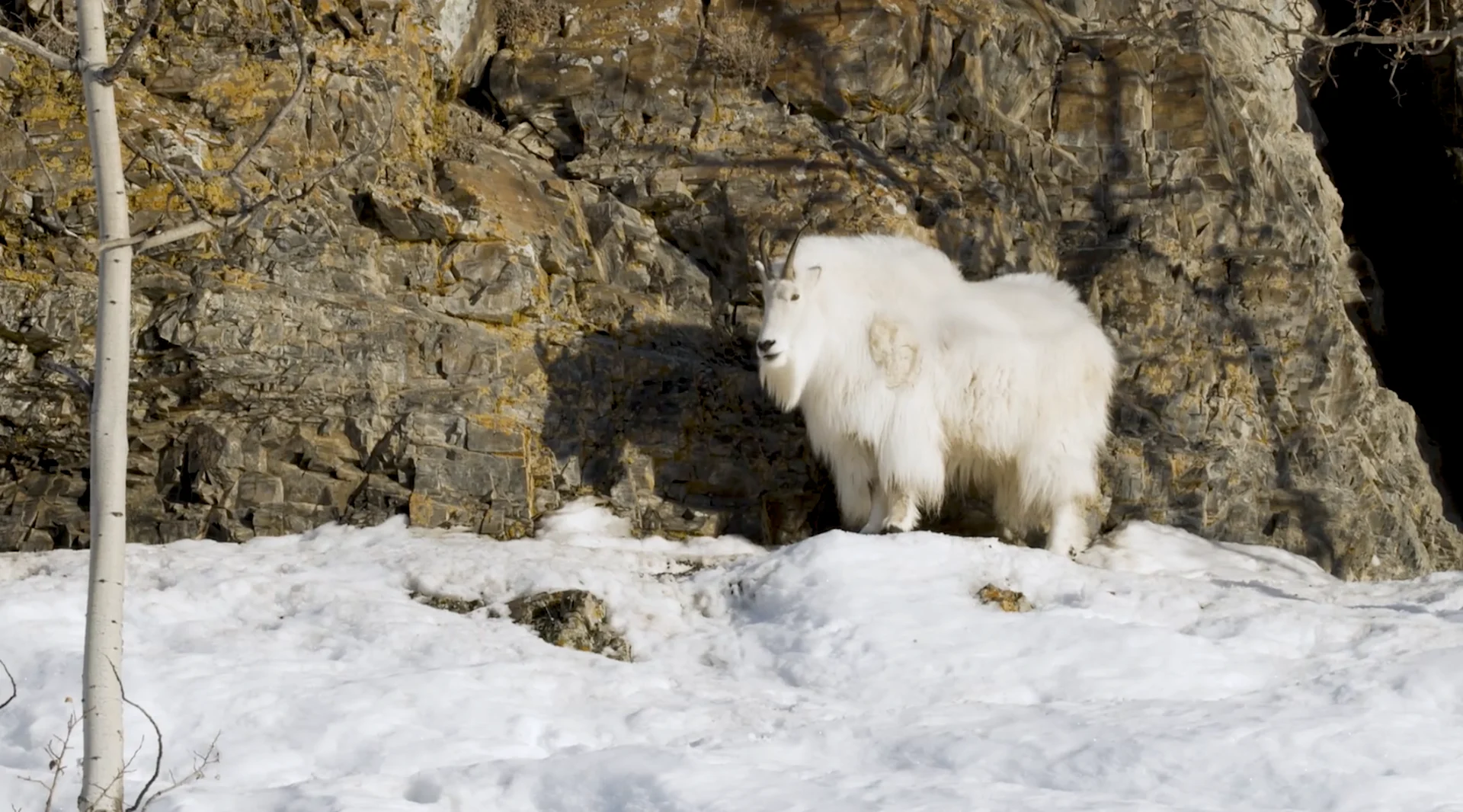 WILDLIFE 3