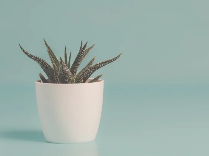 pexels - plant