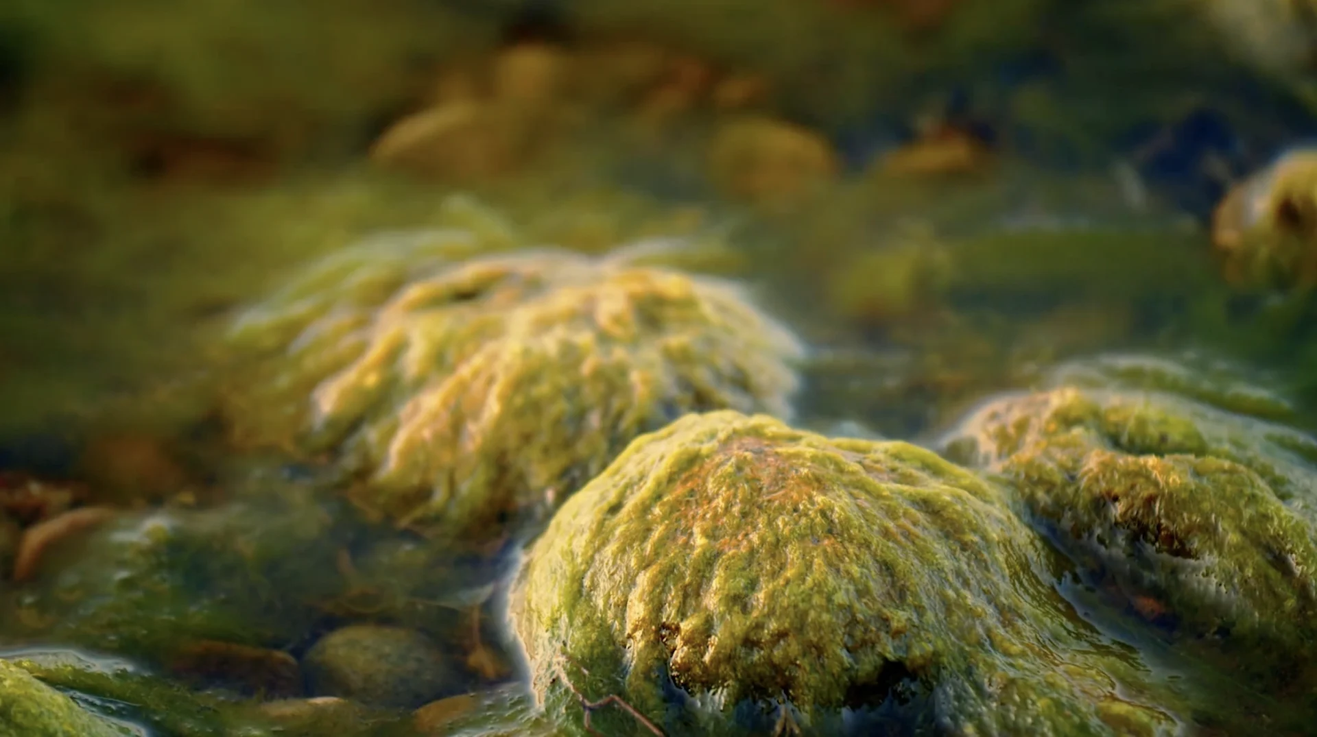 Blooming Peril: Should we be worried about algae blooms? - The Weather