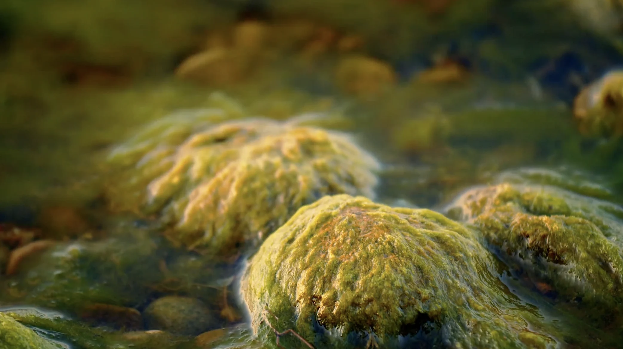 Climate Refuge - Episode 1 - Algae bloom 2