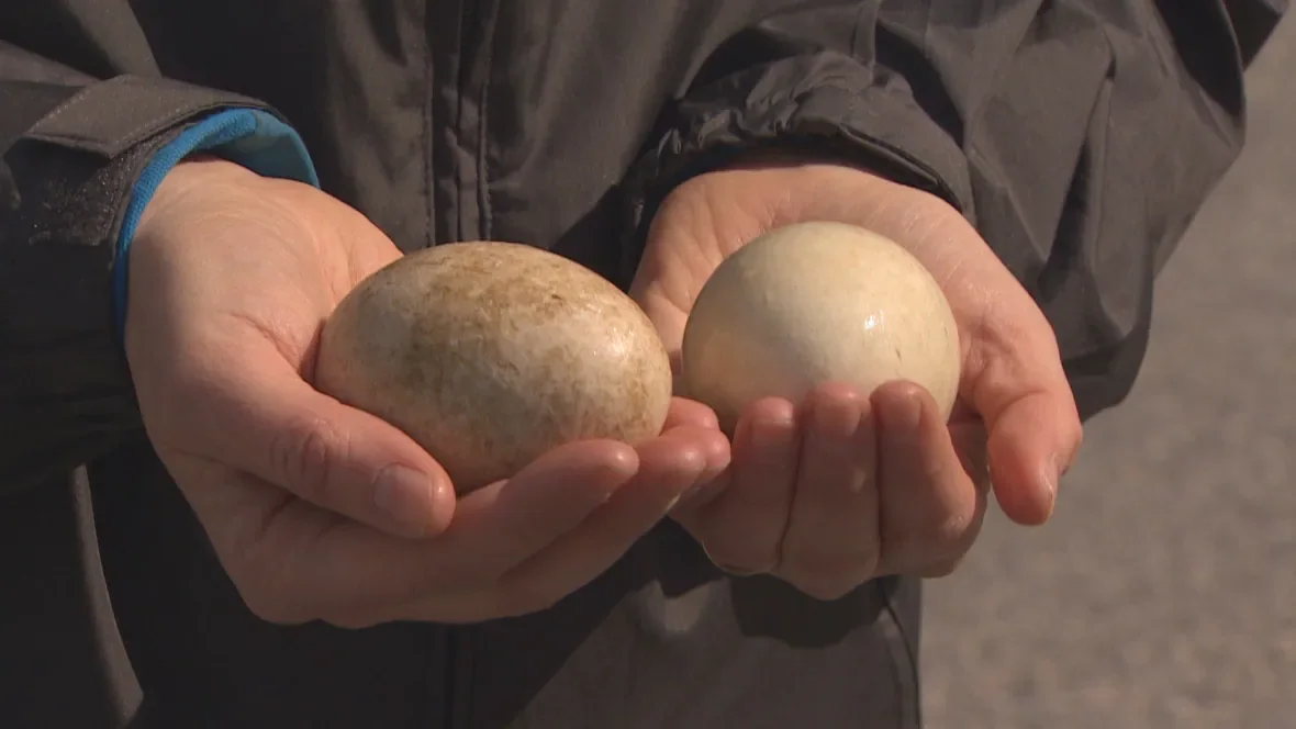 Canada goose eggs/Dillon Hodgin/CBC