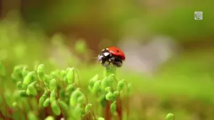 Invasion automnale de coccinelles : quatre choses à savoir