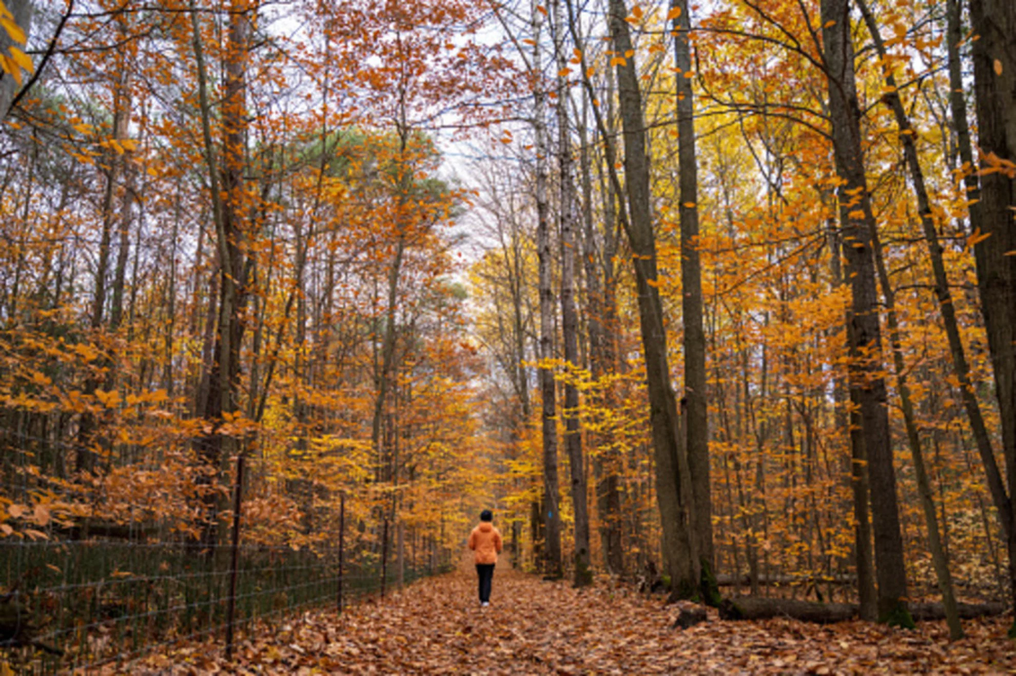 Getty Images. Credit: redtea Creative #: 1330762475. Fall. Autumn leaves. Hiking. Hike. Forest. Link: https://www.gettyimages.ca/detail/photo/hiking-in-autumn-forest-royalty-free-image/1330762475?adppopup=true