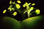 Des plantes qui s'illuminent : le futur de l'éclairage ?