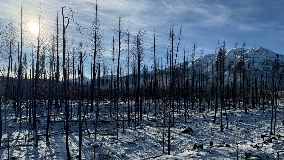 jasper-burned-trees/Acton Clarkin/CBC