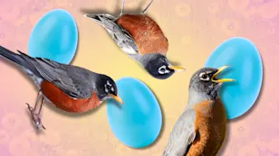5 facts about robins—spring's unofficial mascot
