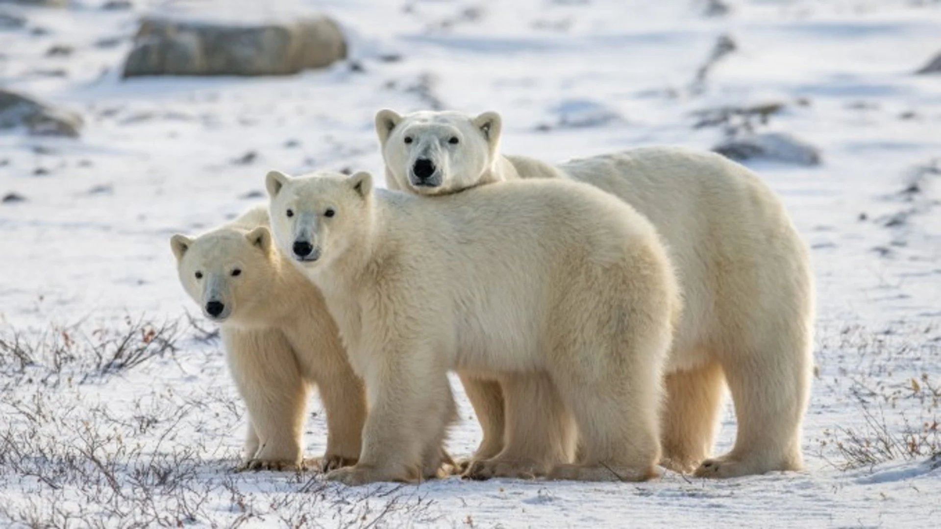 Polar bears may struggle to feed cubs as climate change melts sea ice