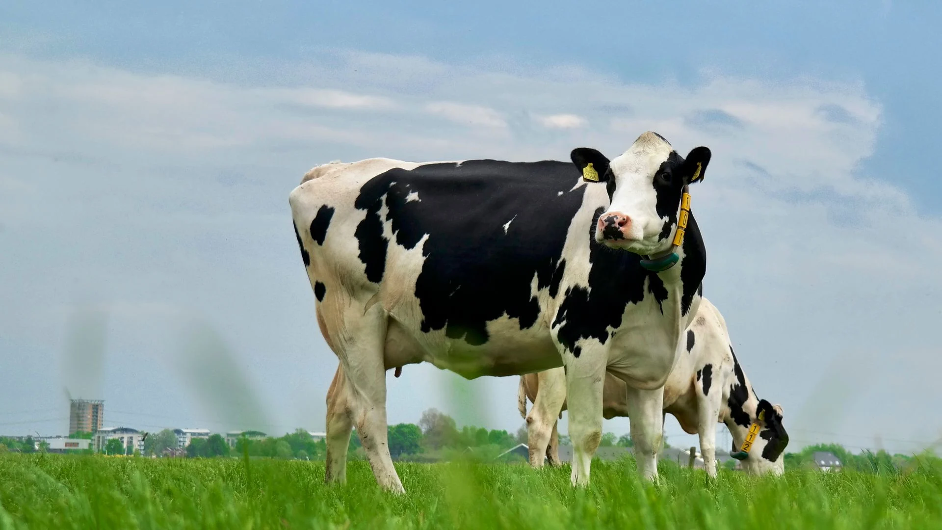 Dairy cows grazing in a field. (Matthias Zomer/Pexels)
