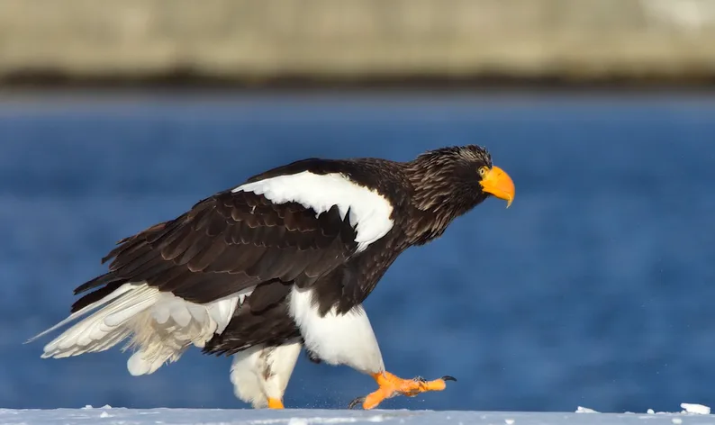 Rare eagle continues its tour of America