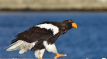 Rare eagle continues its tour of America