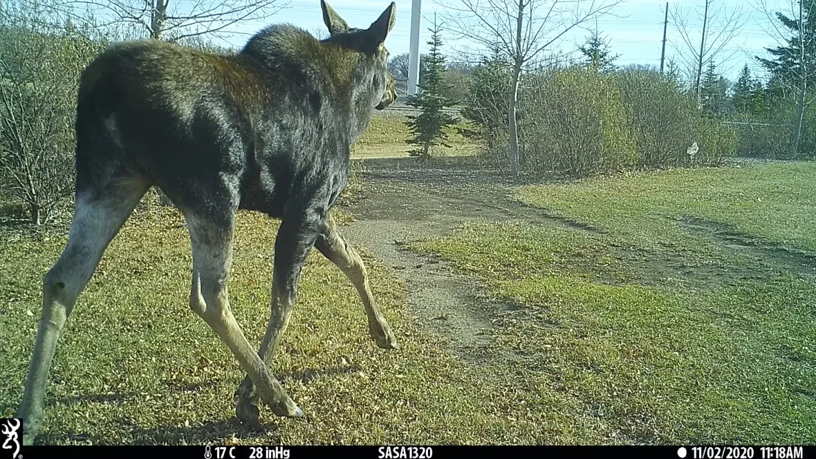 saskatoon-moose-on-trail-camera/Submitted by Katie Harris via CBC