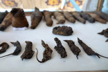 Des dizaines de souris momifiées découvertes en Égypte