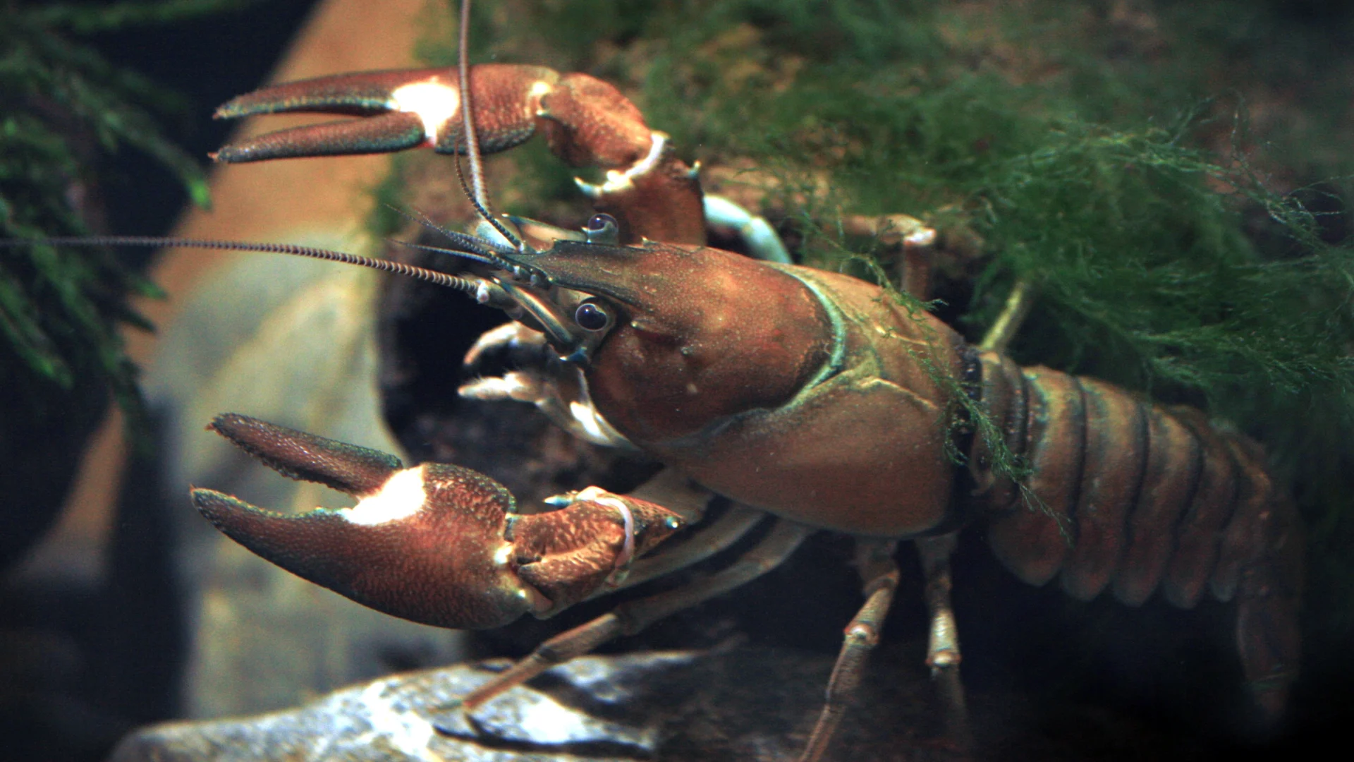 WIKIPEDIA - Crayfish