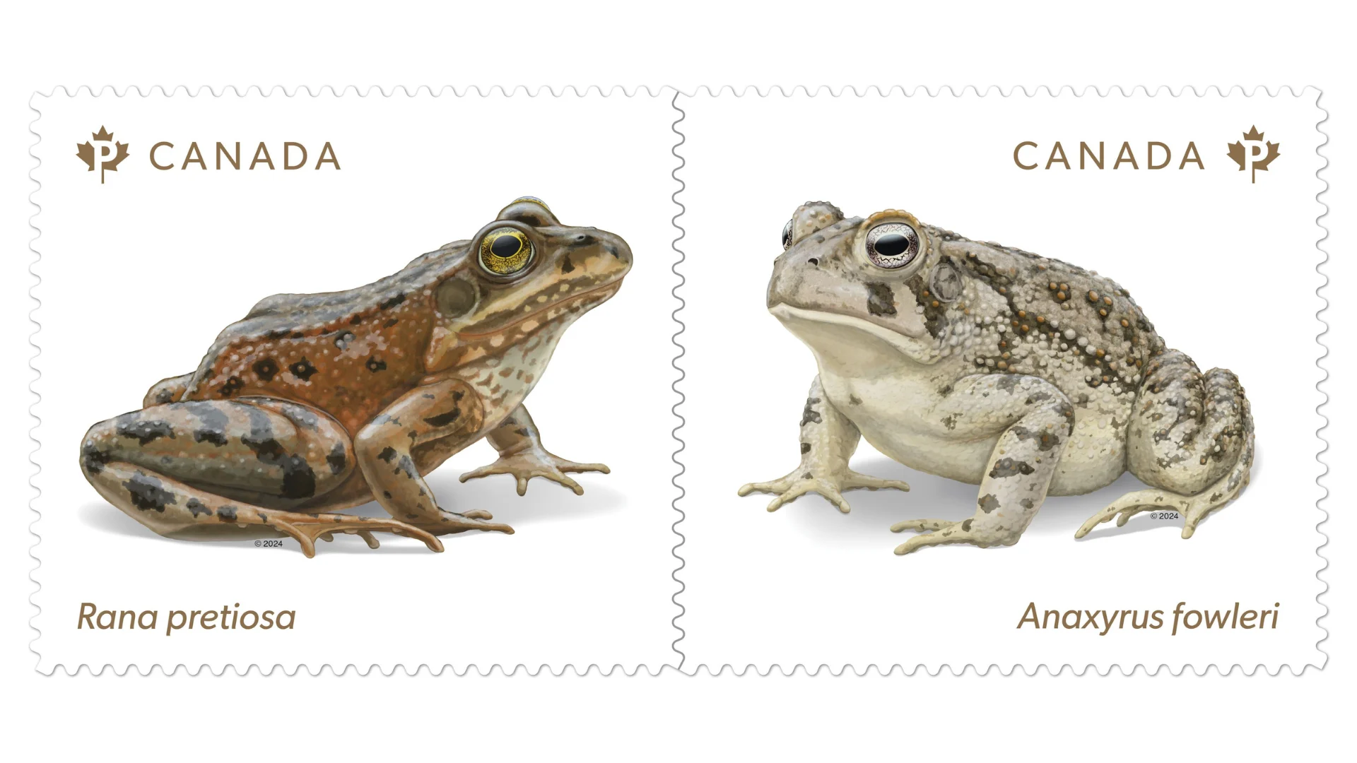 Endangered frogs featured on new Canada Post stamps