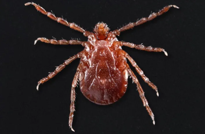 Self-replicating ticks responsible for at least 5 cow deaths in U.S.