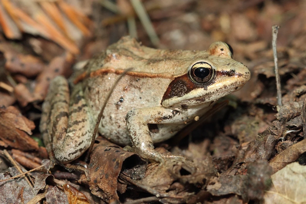 Wood frog/Getty Images-1281136363