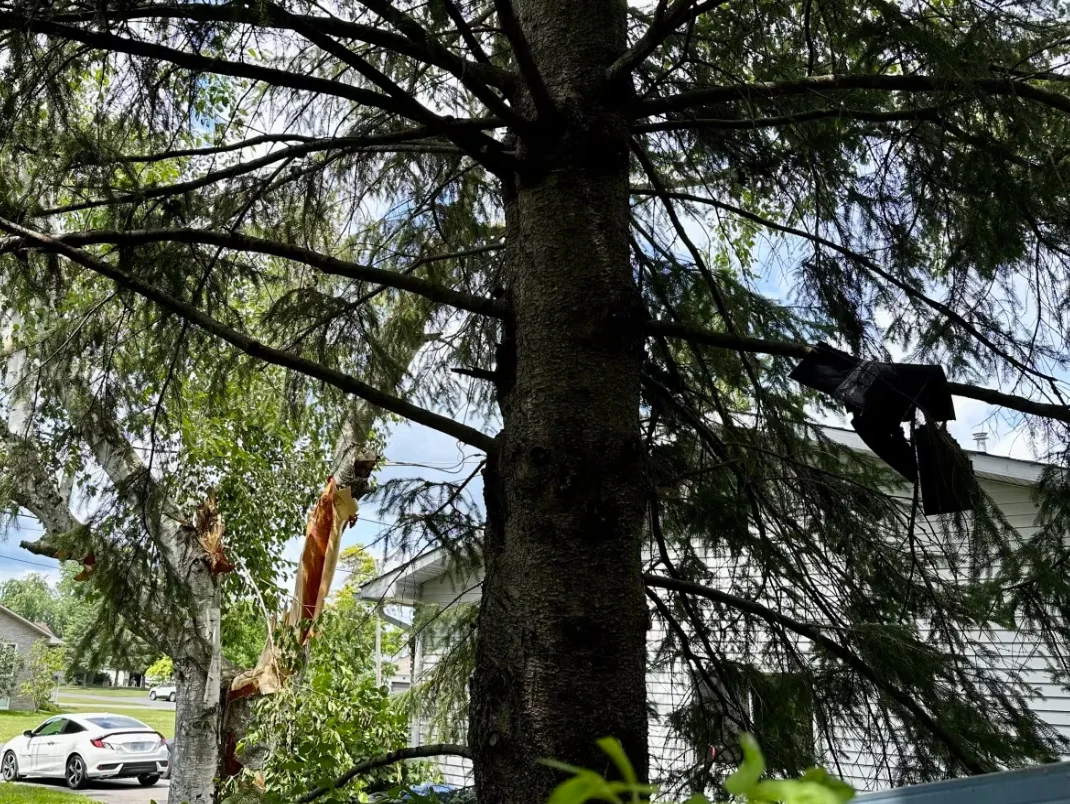 CBC: Shingles from roofs landed in this tree, next to another that cracked during the tornado in Embrun. (Natalia Goodwin/CBC )