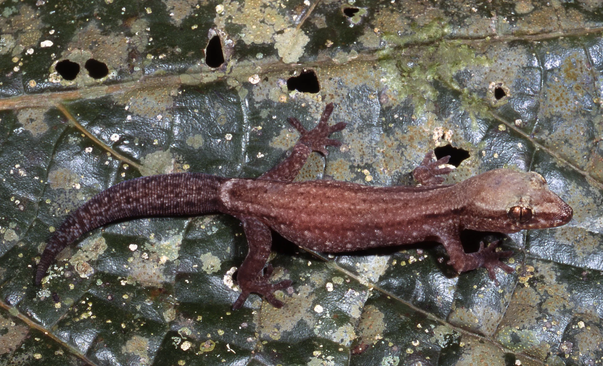 A Bavaiya menazi gecko/California Academy of Sciences