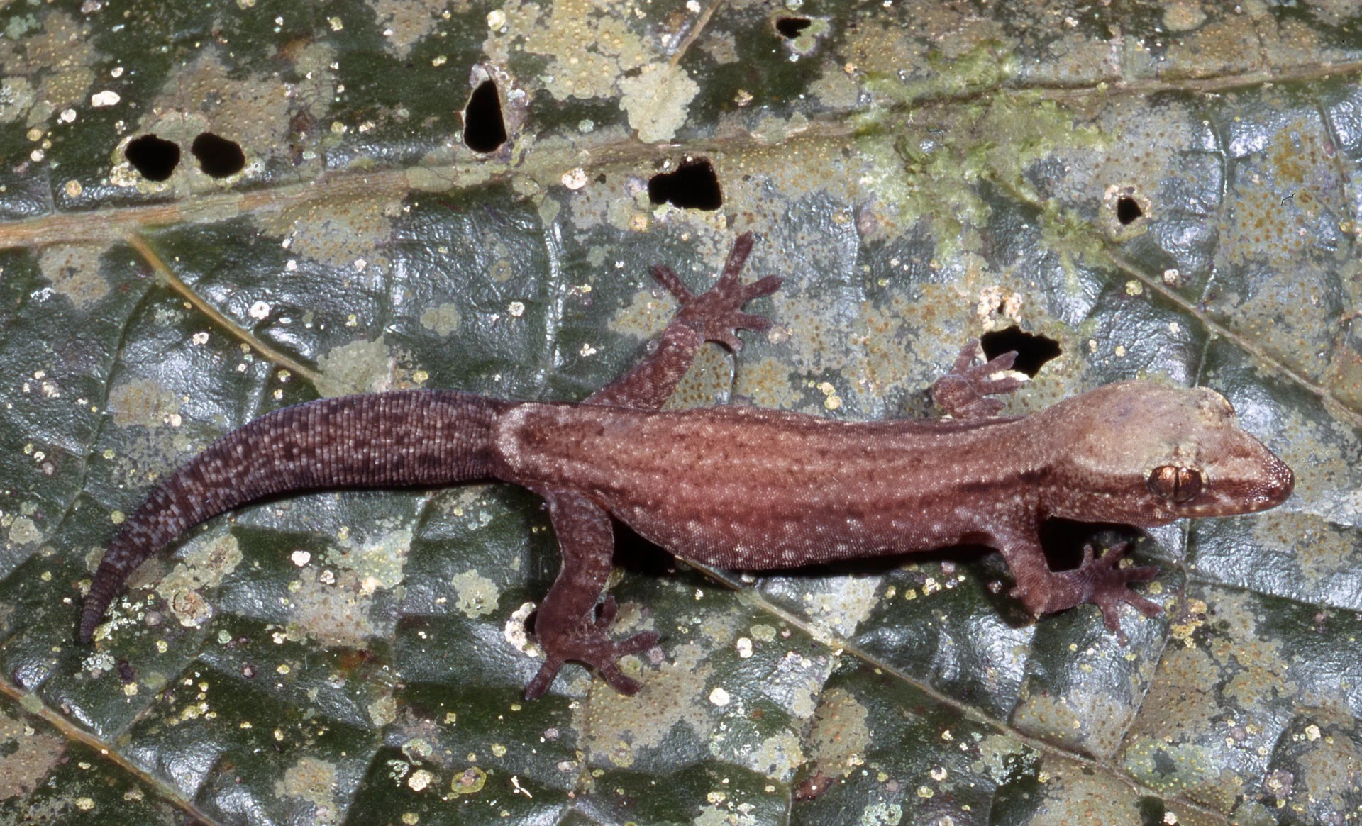 A Bavaiya menazi gecko/California Academy of Sciences