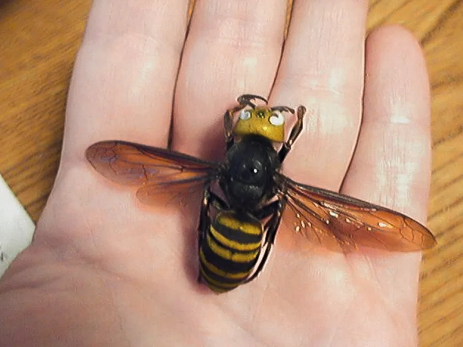 What scientists found in a 'murder hornet' nest
