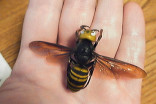 What scientists found in a 'murder hornet' nest