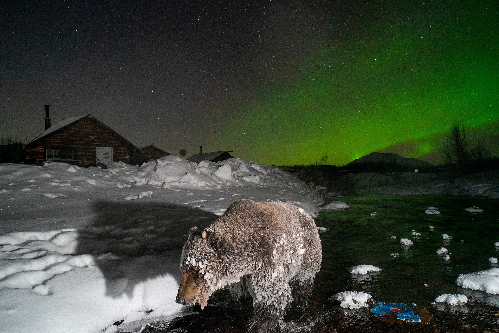 The Mayor0012 (1) - Peter Mather - Ice Bears