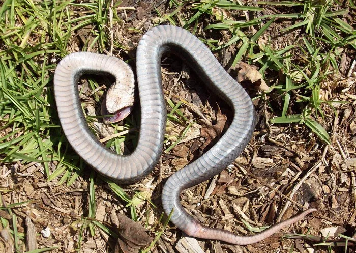 Warning: Zombie snakes may be coming to a trail near you