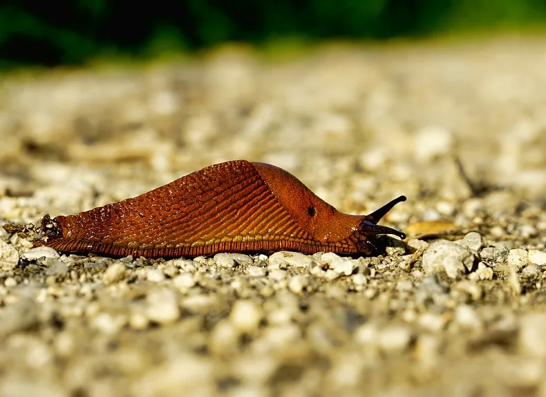Fast-climbing invasive slug may be spreading brain parasite