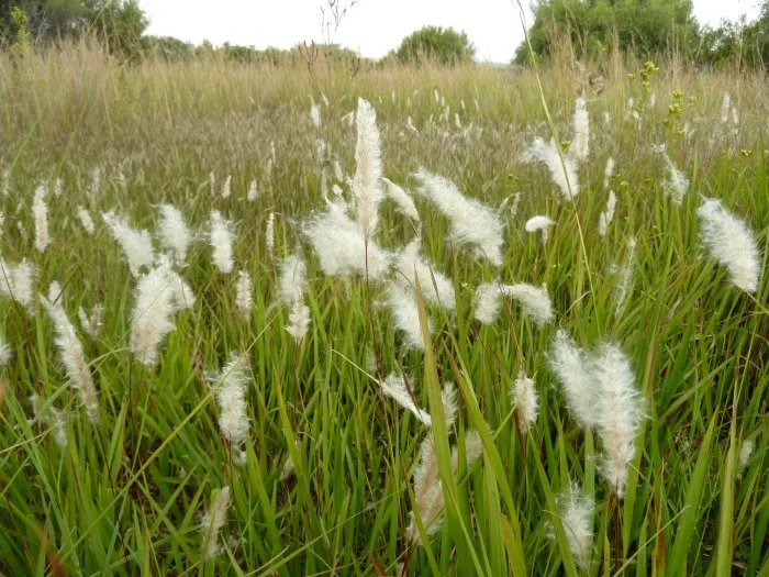 Cette plante invasive est peut-être (déjà) chez vous!