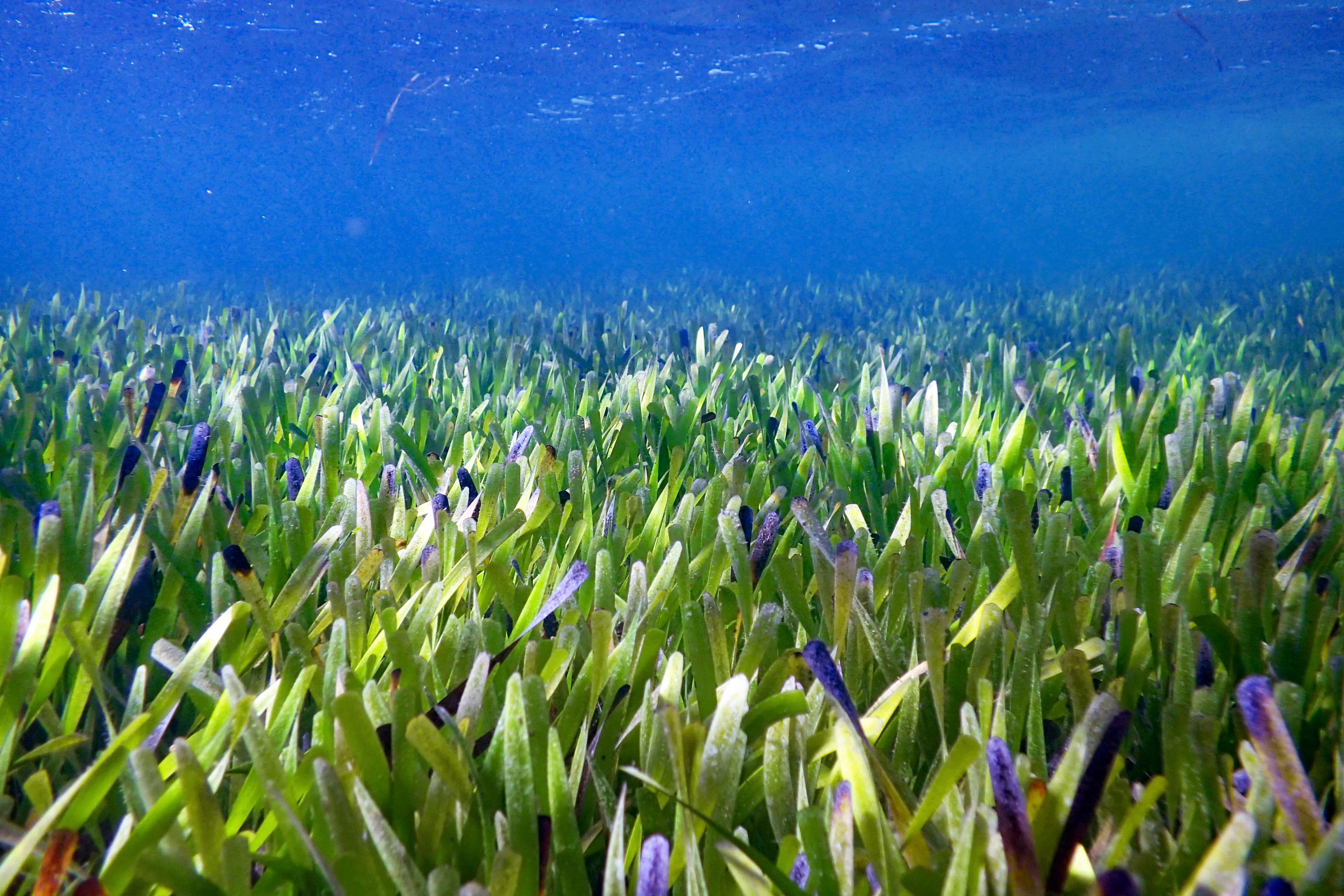 The Shark Bay seagrass Posidonia australis. Photoghraph by Rachel Austin, UWA (2)
