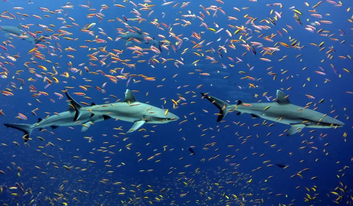 Hundreds of sharks flee into Florida canals to escape toxic red tide