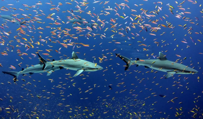 NOAA - sharks