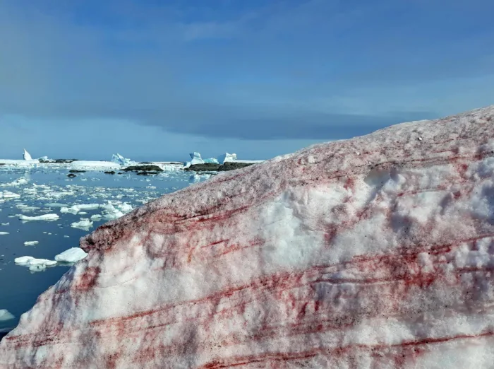 'Blood snow' appears on Antarctic Peninsula