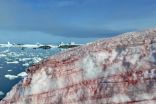 'Blood snow' appears on Antarctic Peninsula